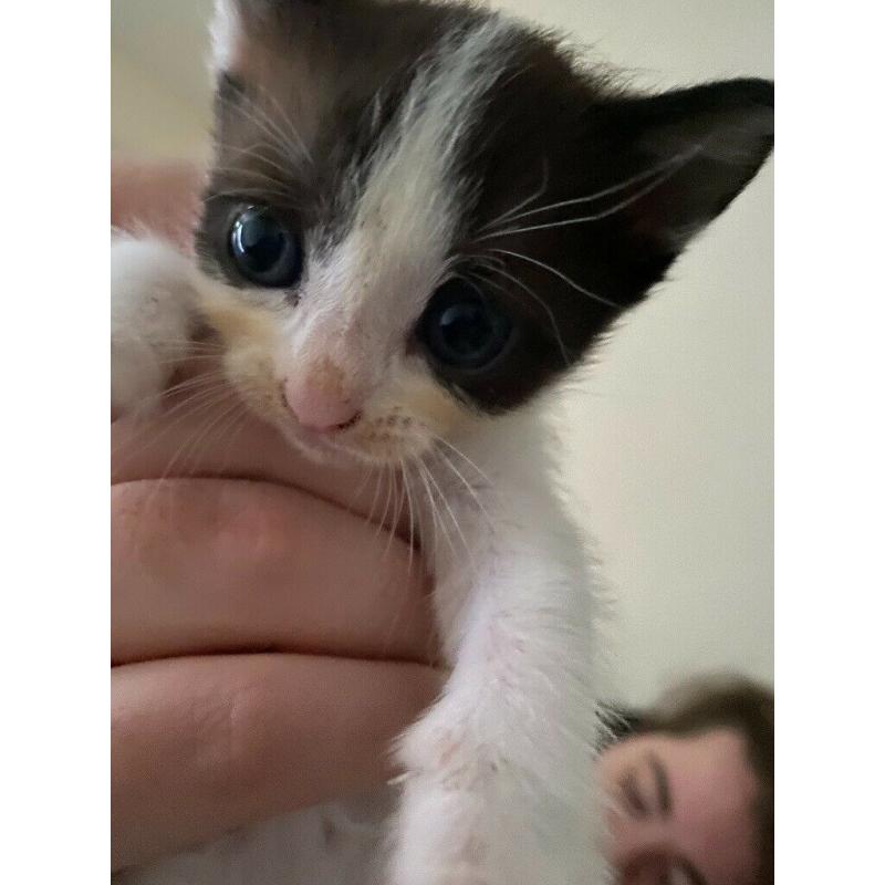KITTEN FOR SALE