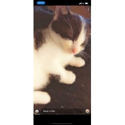 KITTEN FOR SALE