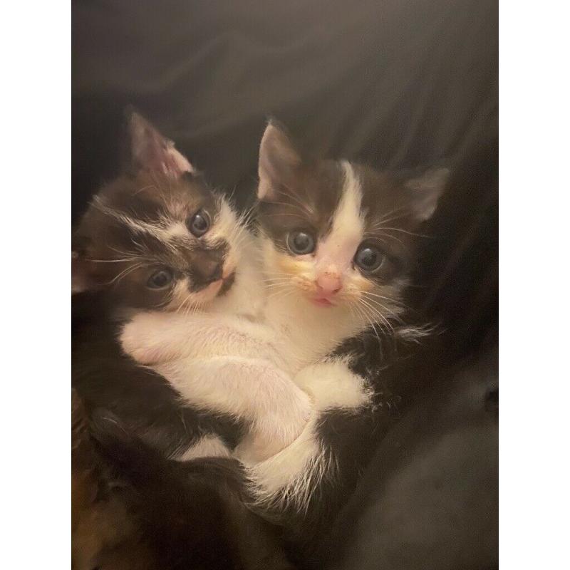 KITTEN FOR SALE