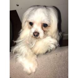 Maltese Girl