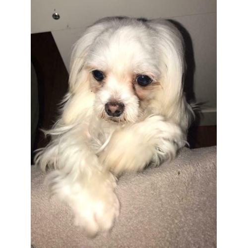 Maltese Girl