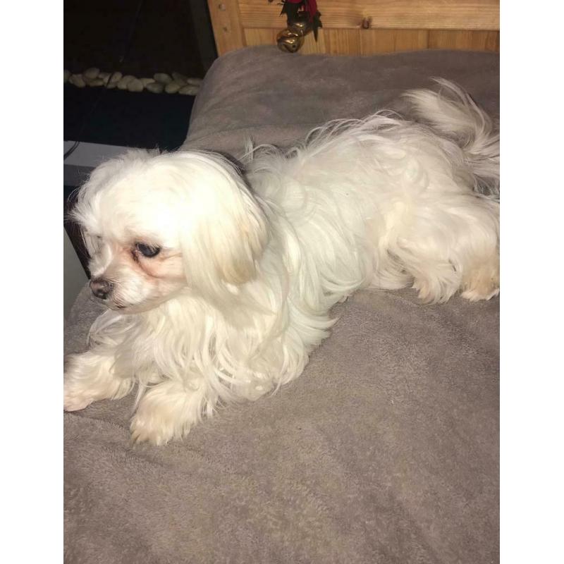 Maltese Girl