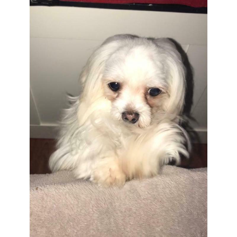 Maltese Girl