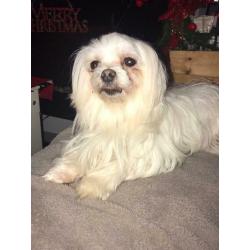 Maltese Girl