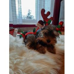 Yorkshire Terrier Puppies