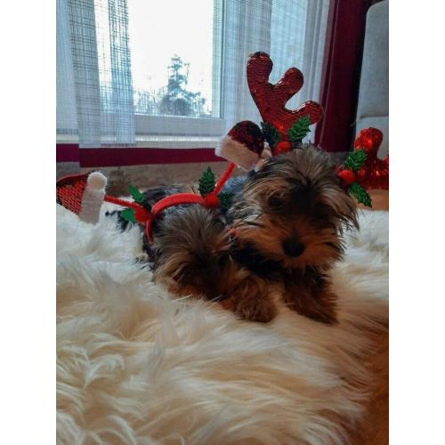 Yorkshire Terrier Puppies