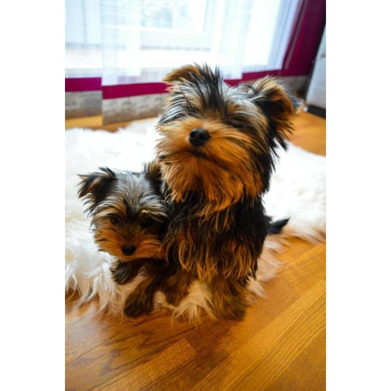 Yorkshire Terrier Puppies