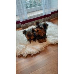 Yorkshire Terrier Puppies
