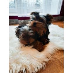 Yorkshire Terrier Puppies
