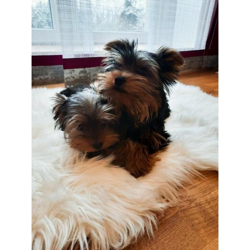 Yorkshire Terrier Puppies