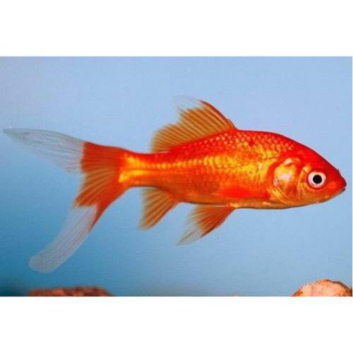 Red comet gold fish cold water pond fish