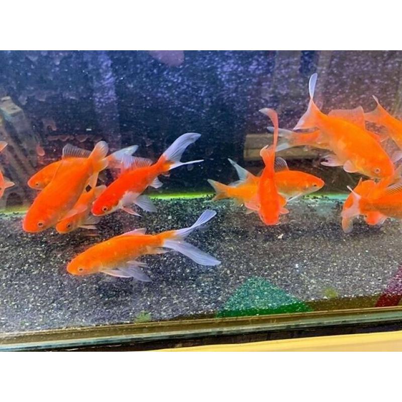 Red comet gold fish cold water pond fish