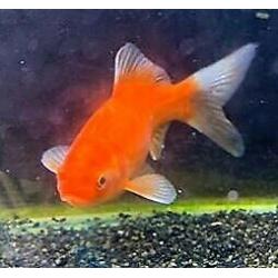 Red comet gold fish cold water pond fish