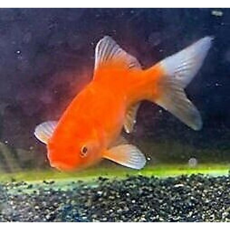 Red comet gold fish cold water pond fish