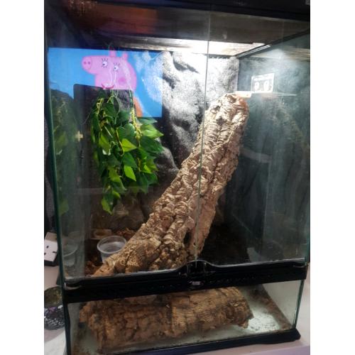 Gecko and setup Adult female