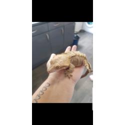 Gecko and setup Adult female