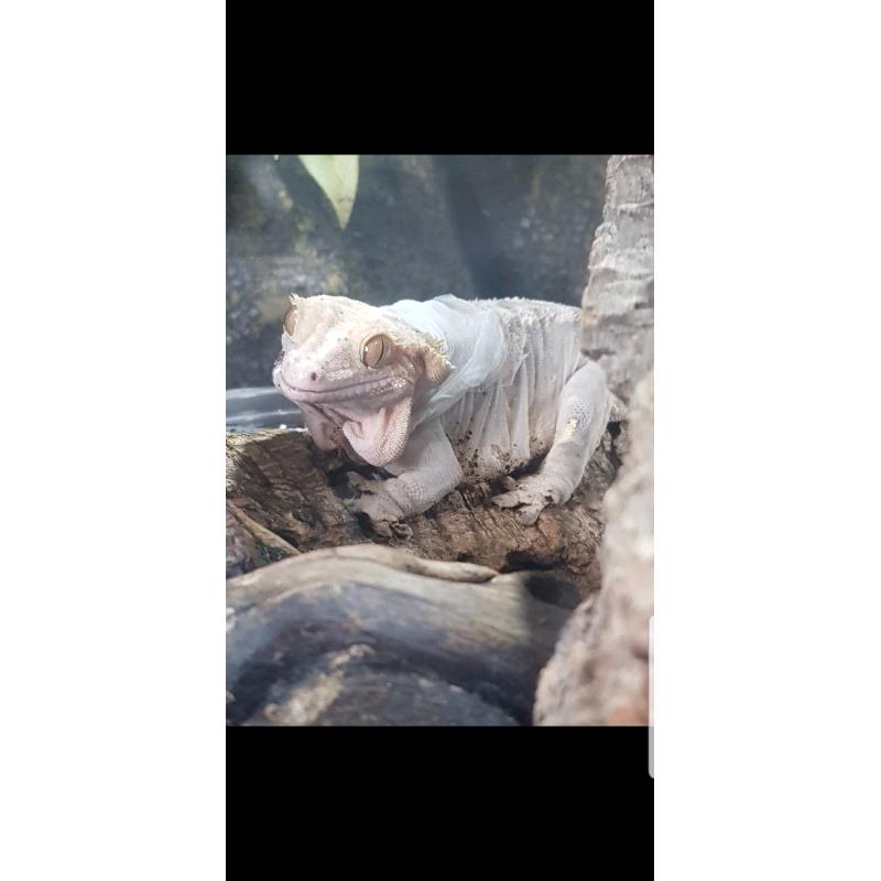 Gecko and setup Adult female