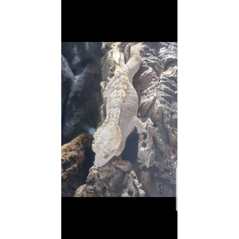 Gecko and setup Adult female