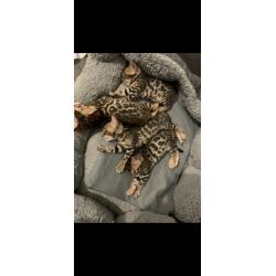 Bengal kittens