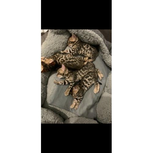 Bengal kittens