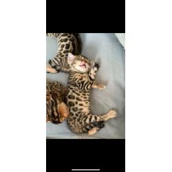 Bengal kittens
