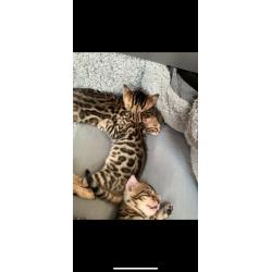 Bengal kittens