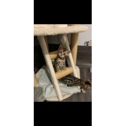 Bengal kittens