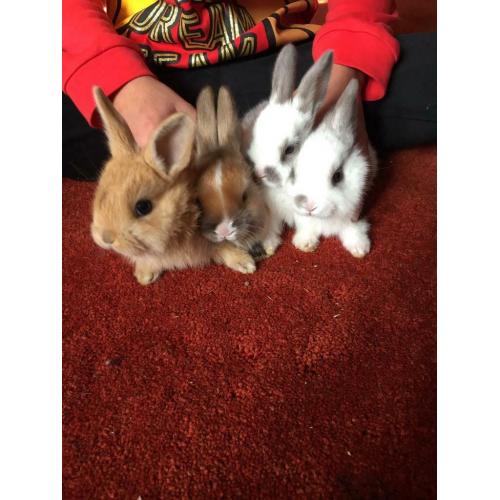 Beautiful rabbits cute bunny?s (sold)
