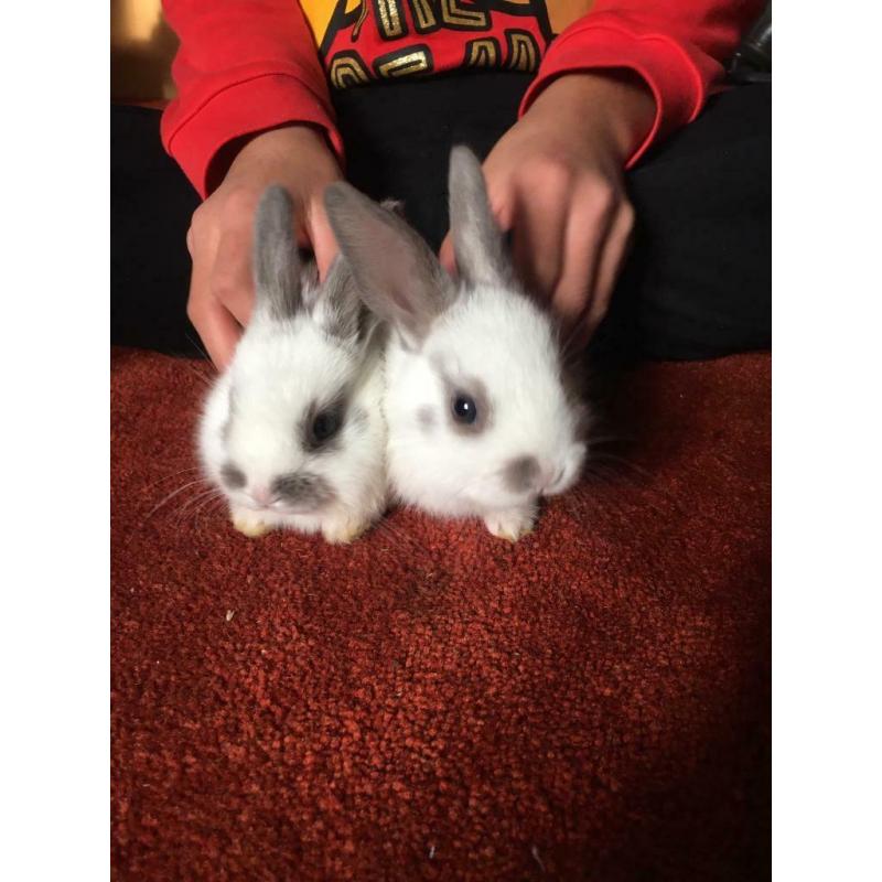 Beautiful rabbits cute bunny?s (sold)