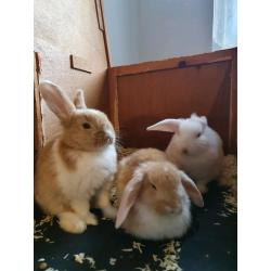 Bunnyes