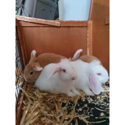 Bunnyes