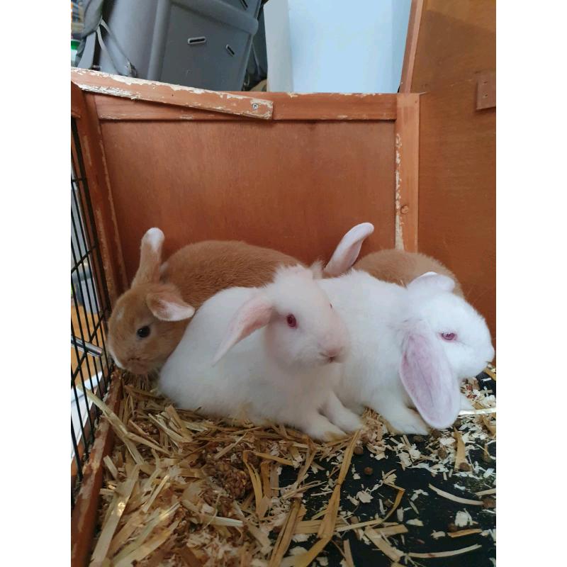 Bunnyes