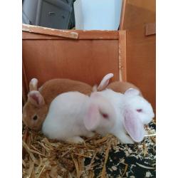 Bunnyes