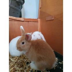 Bunnyes