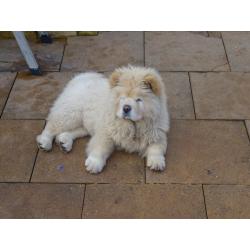 chow chow boy cream in colour 15 weeks old love cuddly like a teddy bear