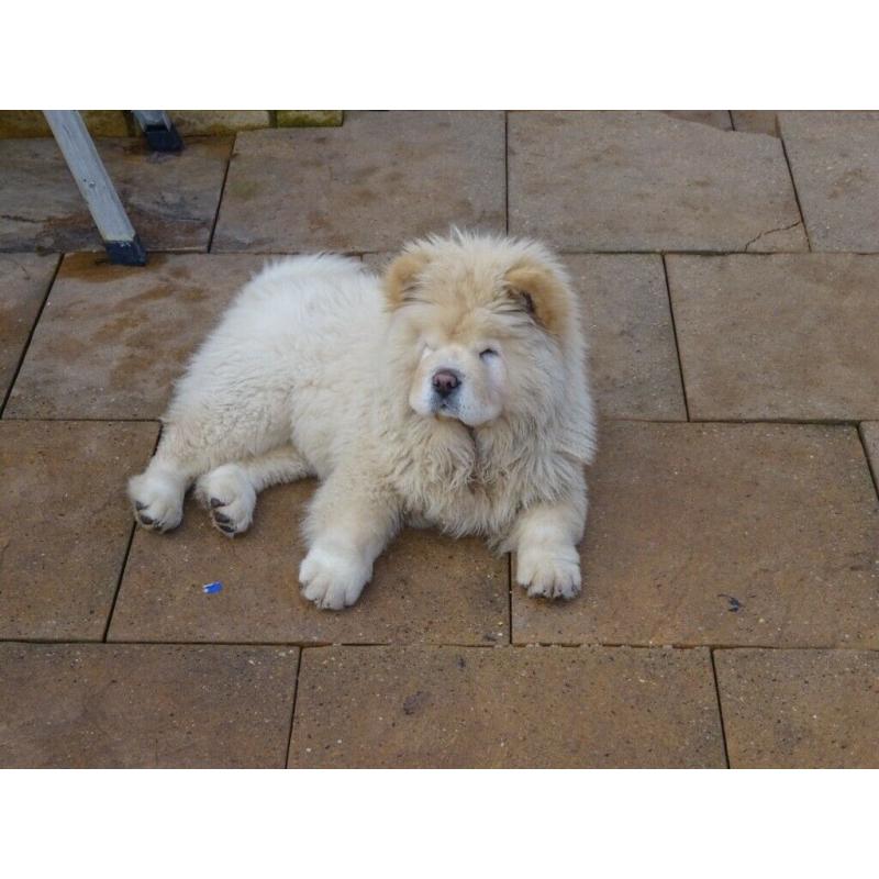 chow chow boy cream in colour 15 weeks old love cuddly like a teddy bear