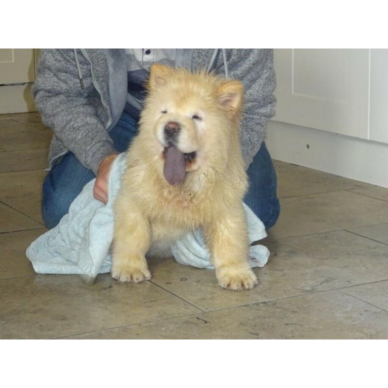 chow chow boy cream in colour 15 weeks old love cuddly like a teddy bear