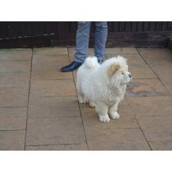 chow chow boy cream in colour 15 weeks old love cuddly like a teddy bear