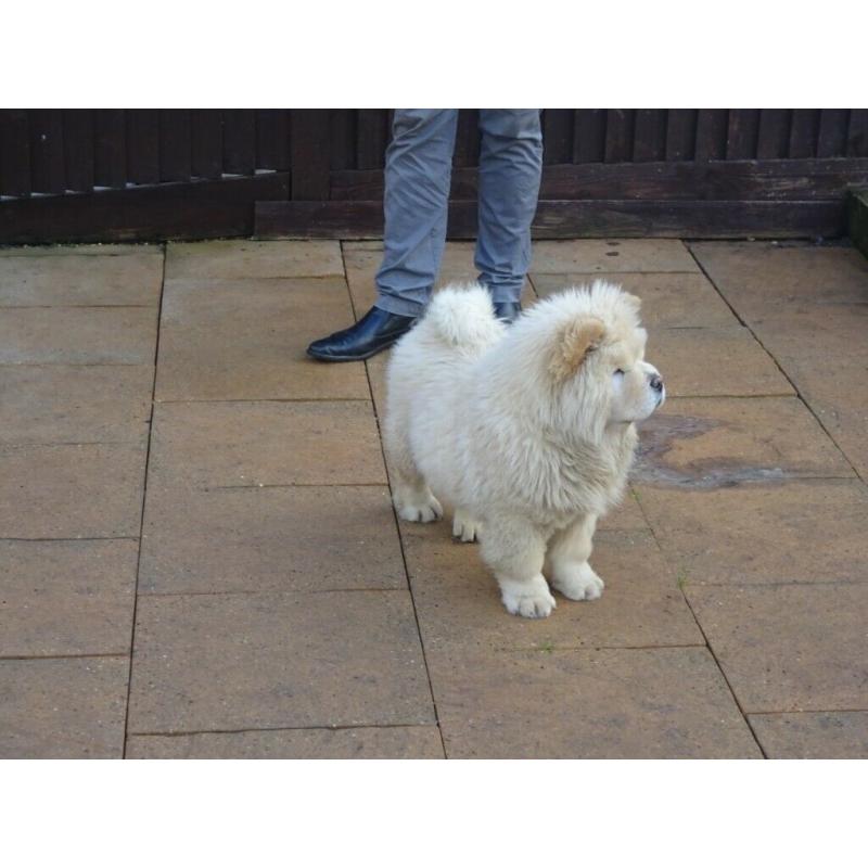chow chow boy cream in colour 15 weeks old love cuddly like a teddy bear