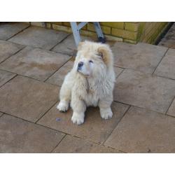 chow chow boy cream in colour 15 weeks old love cuddly like a teddy bear