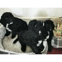 Sproodle puppies
