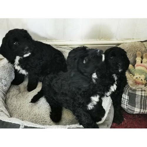 Sproodle puppies