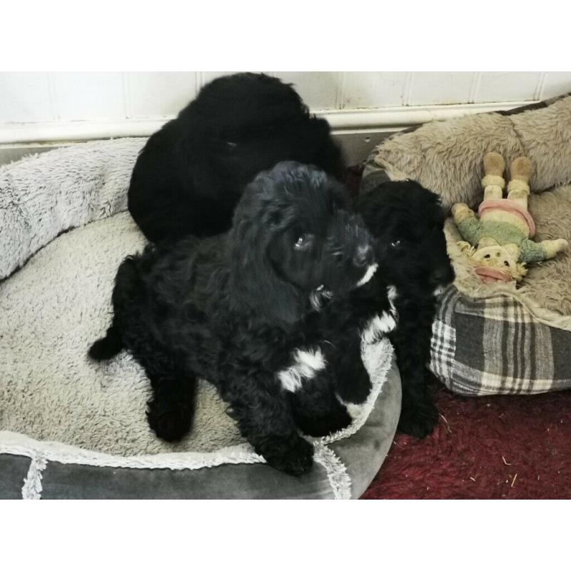 Sproodle puppies