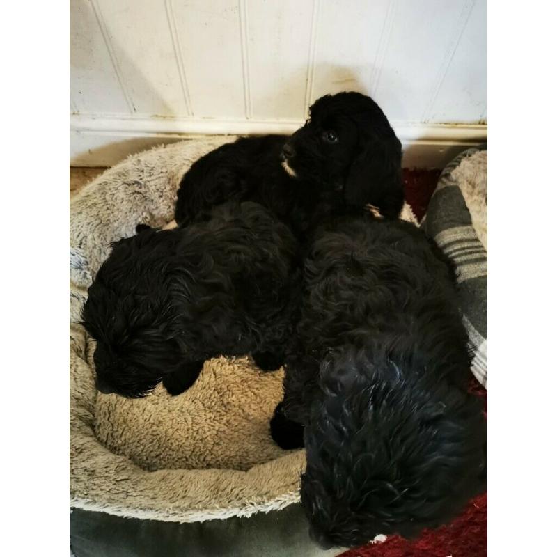 Sproodle puppies
