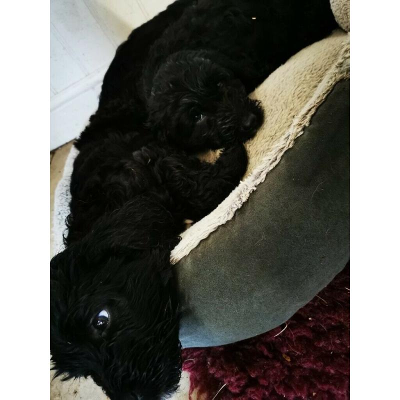 Sproodle puppies