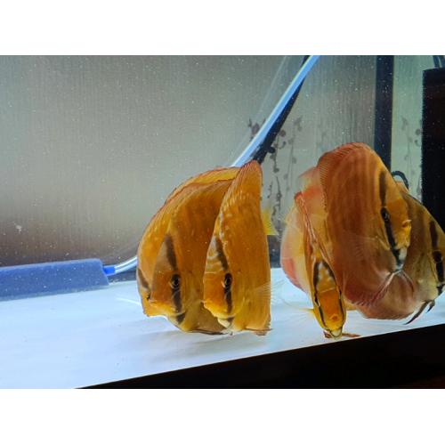 Discus - Fish