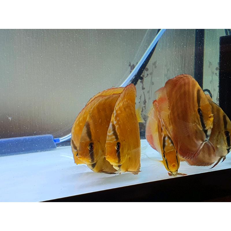 Discus - Fish