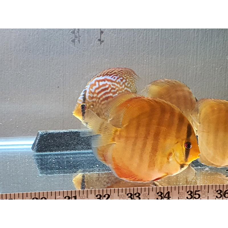 Discus - Fish