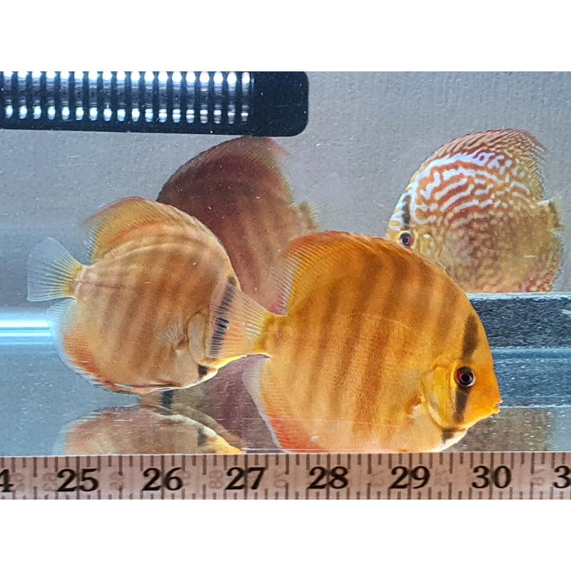 Discus - Fish