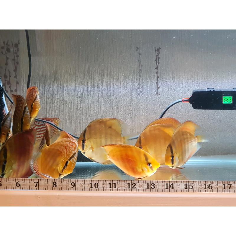 Discus - Fish